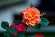 月季花图片大全