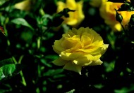 月季花图片大全