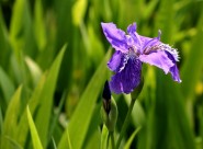 鸢尾花图片