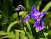 鸢尾花图片