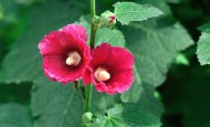 蜀葵花图片