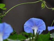 牵牛花图片大全