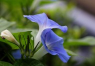 牵牛花图片大全