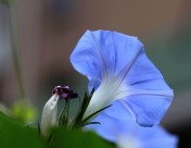 牵牛花图片大全