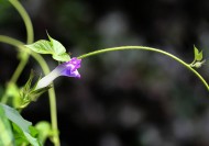 牵牛花图片大全