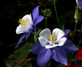 耧斗菜图片大全