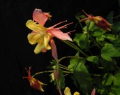 耧斗菜图片大全