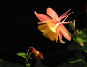 耧斗菜图片大全