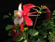 耧斗菜图片大全