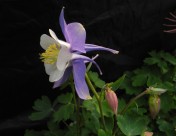 耧斗菜图片大全