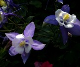 耧斗菜图片大全