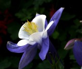 耧斗菜图片大全