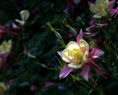 耧斗菜图片大全