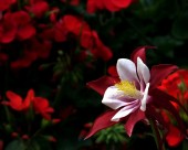 耧斗菜图片大全