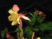 耧斗菜图片大全