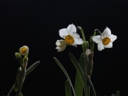 水仙花图片大全