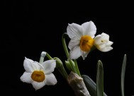 水仙花图片大全