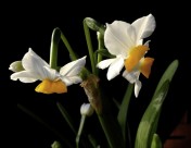 水仙花图片大全