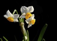 水仙花图片大全