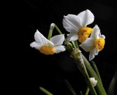 水仙花图片大全