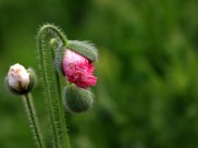 虞美人图片大全