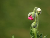 虞美人图片大全