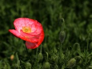 虞美人图片大全