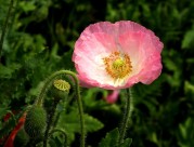 虞美人图片大全