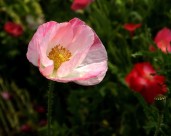 虞美人图片大全