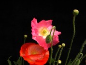 虞美人图片大全