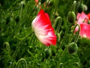 虞美人图片大全