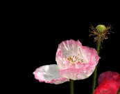 虞美人图片大全