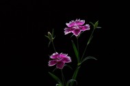 石竹花图片
