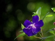 巴西野牡丹图片