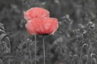 唯美的罂粟花图片大全