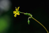 酢浆草花图片