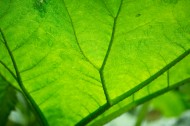 绿色的叶子叶脉图片