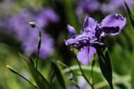 紫色鸢尾花图片