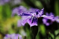紫色鸢尾花图片