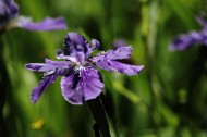 紫色鸢尾花图片