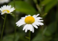 白色雏菊图片