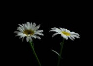 黑底白色菊花图片