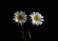 黑底白色菊花图片