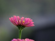 百日草花卉图片