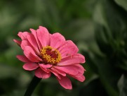 百日草花卉图片