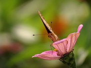 百日草花卉图片