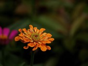 百日草花卉图片