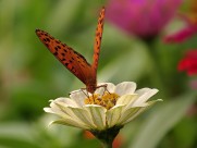 百日草花卉图片