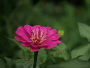 百日草花卉图片