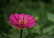 百日草花卉图片
